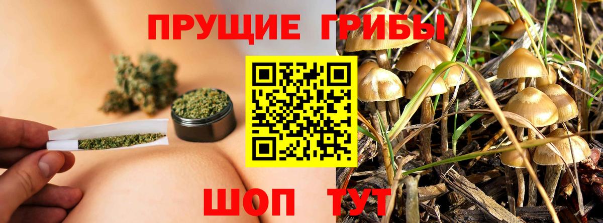 Псилоцибиновые грибы мицелий Кинель
